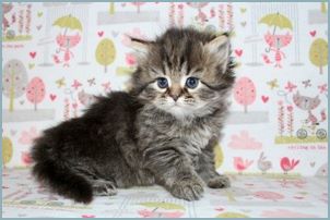 Male Siberian Kitten from Deedlebug Siberians